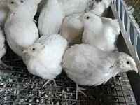 English White — foto 2