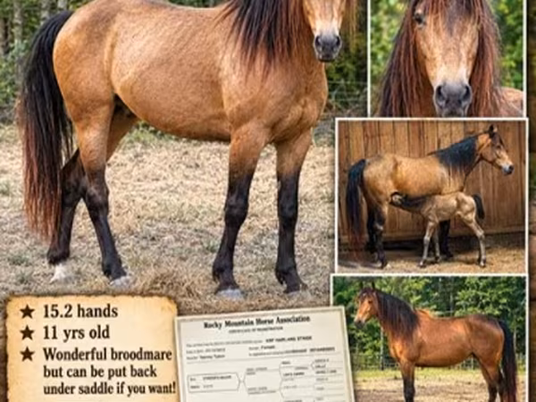 Kobila, Black Sea breed