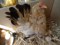 Chickens — Foto 3