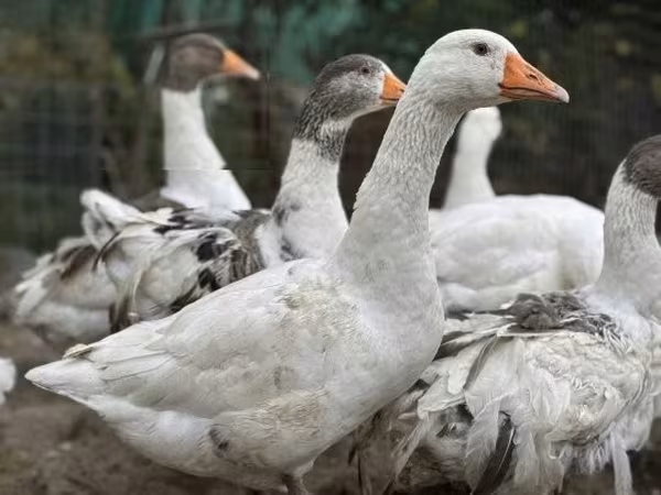 Geese