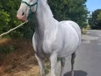 Mare, Lipizzaner — photo 2
