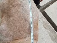 Қошқар, Aland sheep — 5-сурет