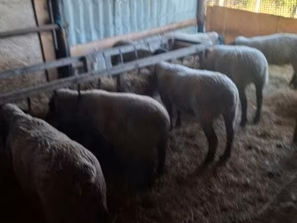 Qoyun, White Suffolk sheep — Macarıstan