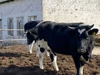 Krava, Russian Black pied cattle — fotografija 5