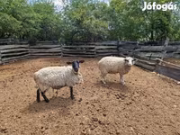भेड़, White Suffolk sheep — फ़ोटो 5