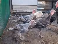 Turkeys — fotografija 3