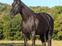 Kobila, Quarter Horse — fotografija 3
