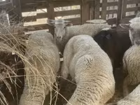Qoʻy, Blackheaded Persian sheep — 5-rasm