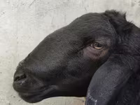 Widder, Hissar sheep — Foto 4