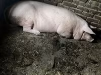 Säue, Schweine — Foto 4