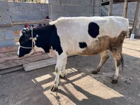 İnək, Simmental cattle — foto 4