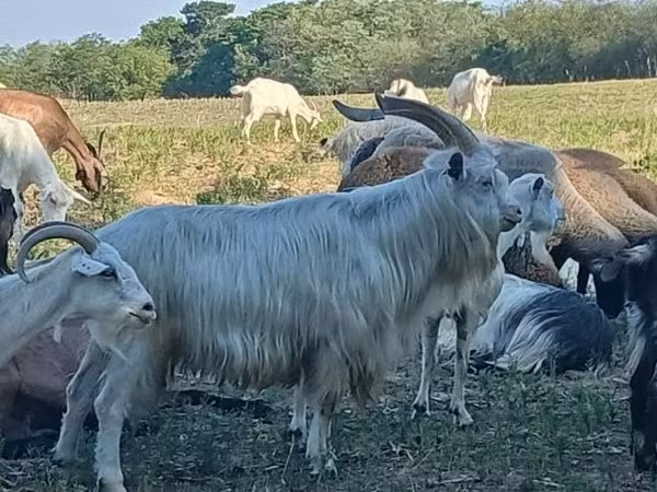 Bode, Cabras