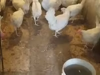 Chickens — fotografija 7
