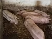 Säue, Schweine — Foto 1