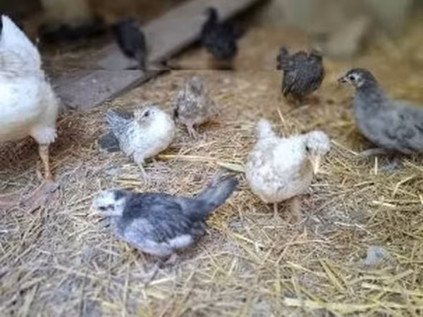 Chickens