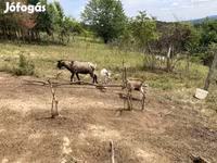 母山羊, Nubian Goat — 照片 3