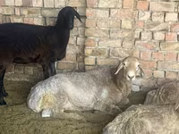 Ovan, Arashan sheep — fotografija 1