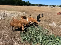 雄羊, Cameroon sheep — 写真 7