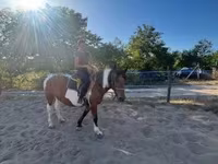 Stute, Pinto horses — Foto 2