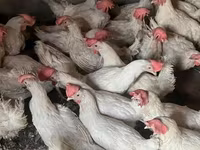Leghorn — fotografija 3