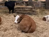 Kuh, Simmental cattle — Foto 1