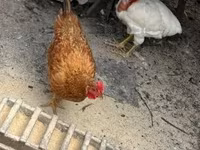 Chickens — 写真 1