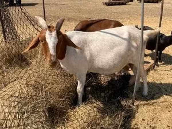 Cabra, Boer goat