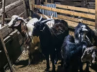 Billy Goat, Goats — photo 6