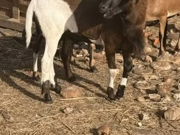 كبش, Cameroon sheep