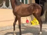 Pferde (Partie, Geschlecht nicht angegeben), Kyrgyz Horse — Foto 2
