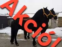 Cavalo, Friesian — foto 2