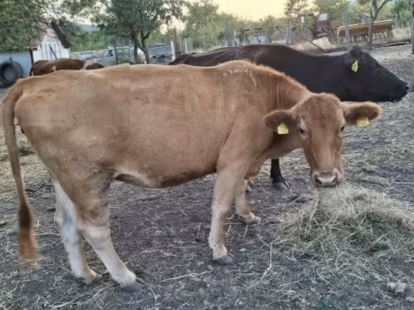 母牛, Cattle