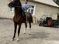 Pastuv, Anglo-Arabian — fotografija 3