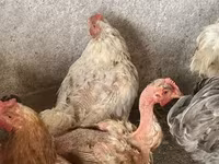 Brahma — photo 2