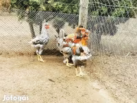 Chickens — الصورة 3
