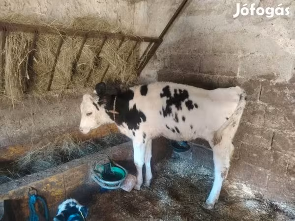 Krowa, Russian Black pied cattle — Węgry