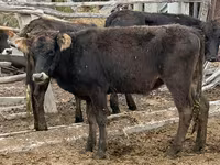 Vaca, Aberdeen-Angus — foto 4