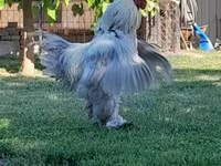Brahma — Foto 6