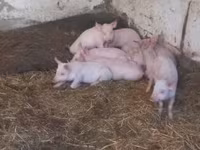 Säue, Schweine — Foto 2