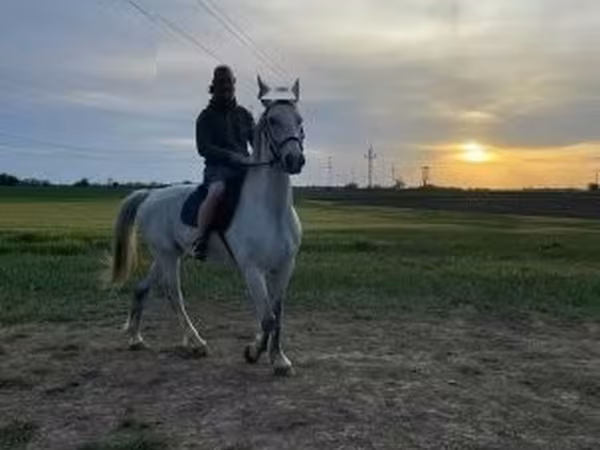 Koń, Lipizzaner — Węgry