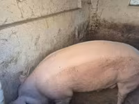 母猪, Крупная белая — 照片 1
