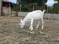 Cabro, Cabras — foto 6