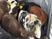 Goveda (partija, pol nije naveden), Simmental cattle — fotografija 2