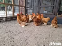 Bantam Pekín — foto 4