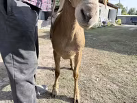 Qoyun, Arashan sheep — foto 3