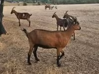 Ziege, Alpine goat — Foto 1