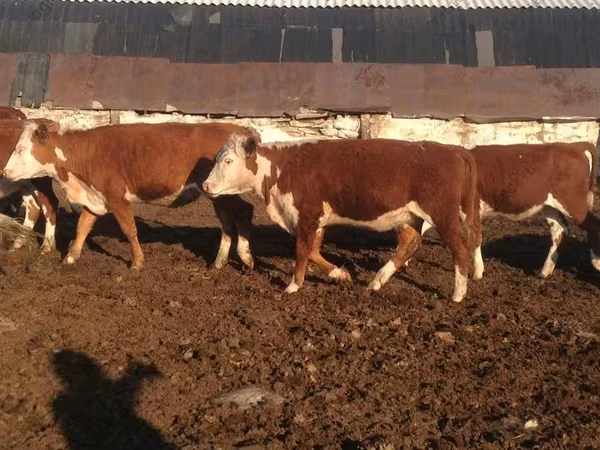 Krowa, Swiss cattle
