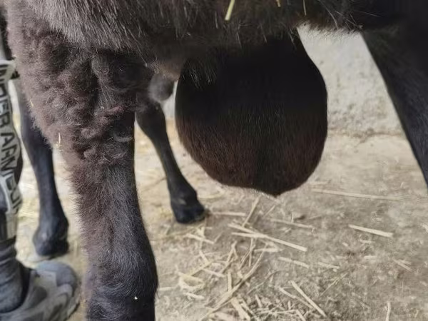 Qoʻchqor, Hissar sheep