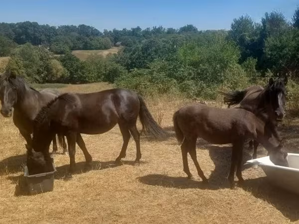 Madyan, Hucul pony — Macarıstan
