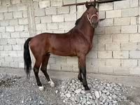 At, Akhal-Teke — foto 1